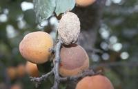Brown rot apricot fruit mummy. Photo by WW. Coates, UC Cooperative Extension.