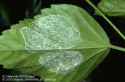 Giant whitefly spiral pattern on hibiscus leaf