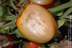 Sunscald injury on tomato