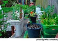 Growing Vegetables in Containers
