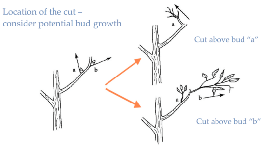 Pruning stages