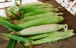 Harvested corn, Peaches and Cream variety