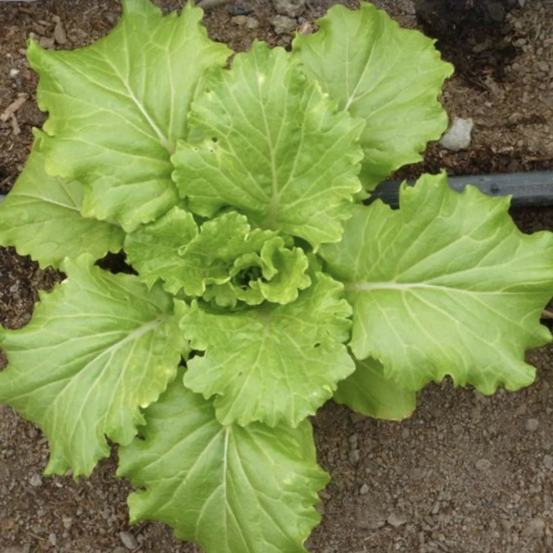 Bok choi Fun Jen