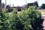 Post and twine method for supporting tomatoes