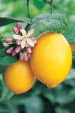 Lemons on tree