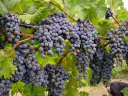 winegrapes_ucanr