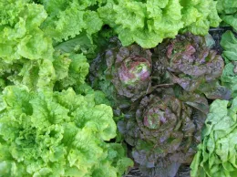 Success with Cool Season Vegetables