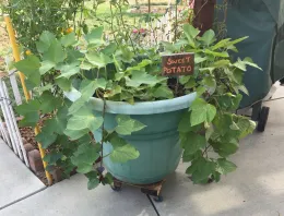 Container purple sweet potato by Kate Russell