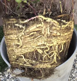 Rootbound mint