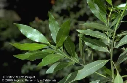 Bay laurel UCANR Cheryl Reynolds