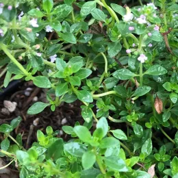 English Thyme by Pam Roper
