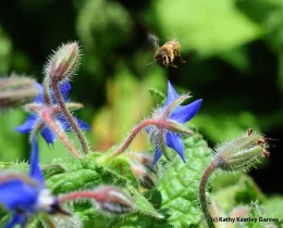 Borage by Kathy Keatley Garvey, UCANR