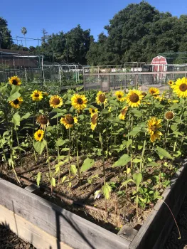 Sunflowers at McClelland Ranch_Pam Roper